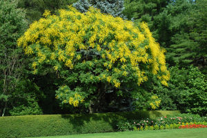 Panicled Goldenraintree